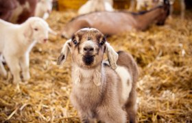 Mandl´s Ziegenhof, © Sooo gut schmeckt die Bucklige Welt/Viktoria Kornfeld