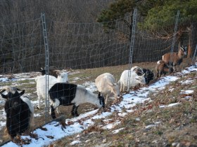 Tiere im Keltendorf, © Gemeinde Schwarzenbach