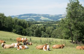 Mountainbiken in der Buckligen Welt, © © Krumbacherhof