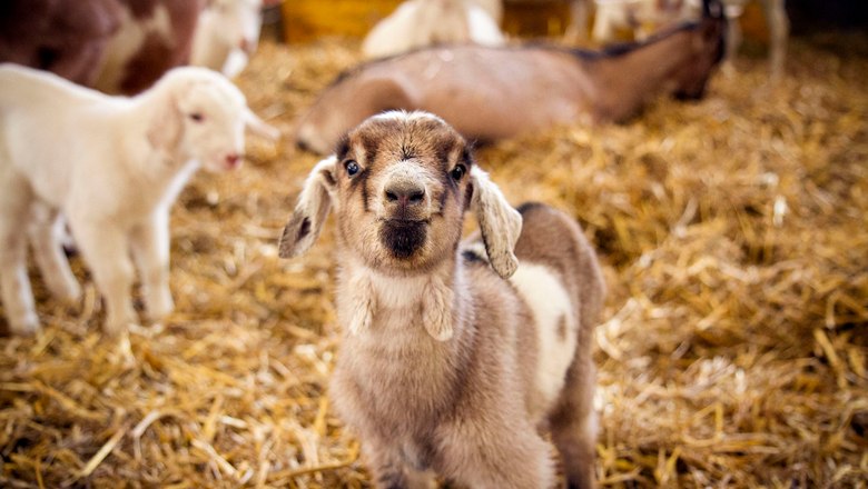 Mandl´s Ziegenhof, © Sooo gut schmeckt die Bucklige Welt/Viktoria Kornfeld